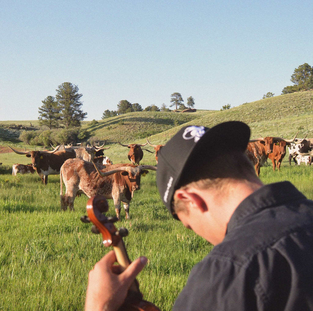 Man in a black cap playing a fiddle in a green pasture, facing a herd of longhorn cattle.